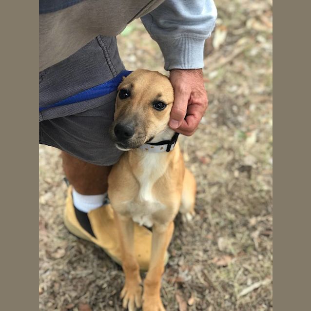 Photo of Honey