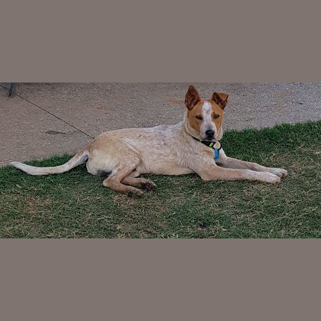 Photo of Apache