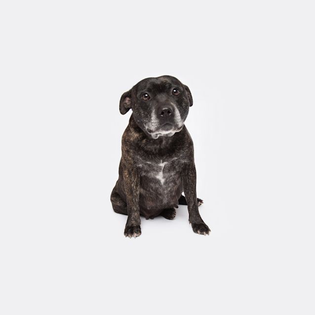 Photo of Juno