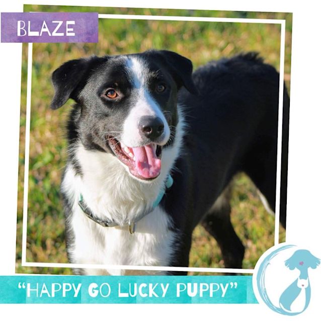Photo of Blaze