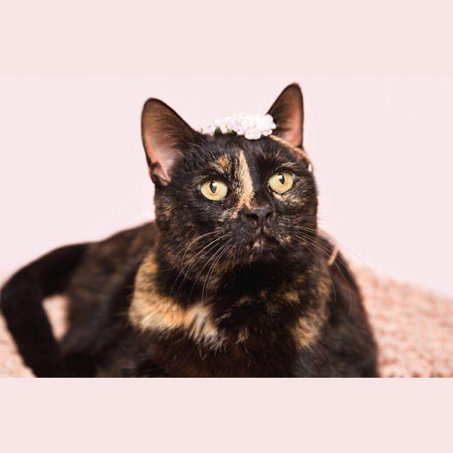 Photo of Missy