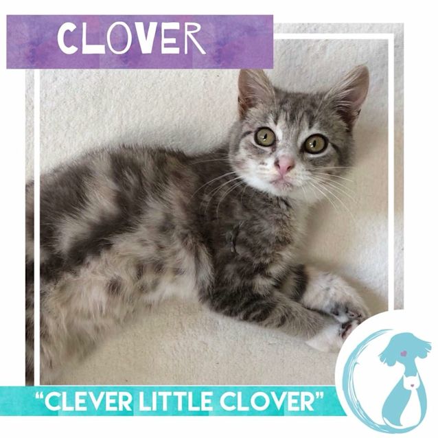 Photo of Clover