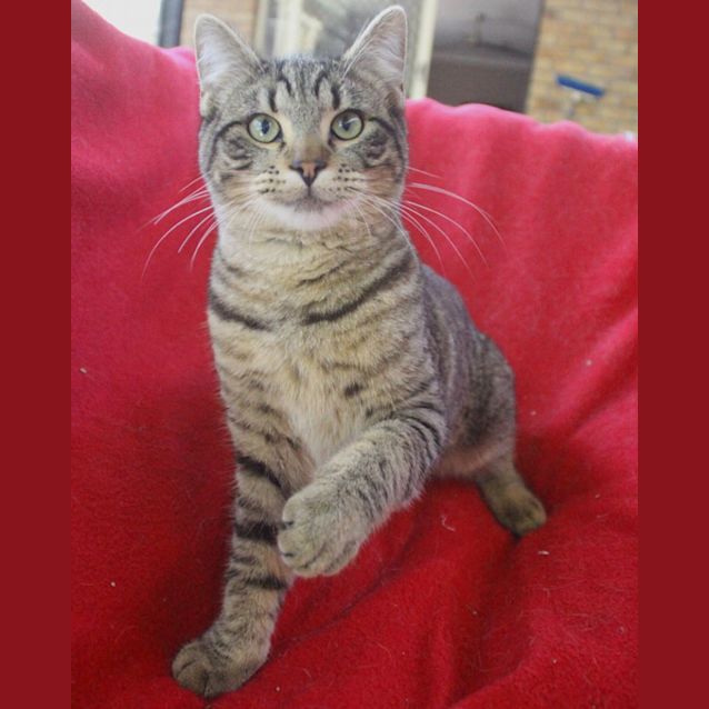 Photo of Harley 