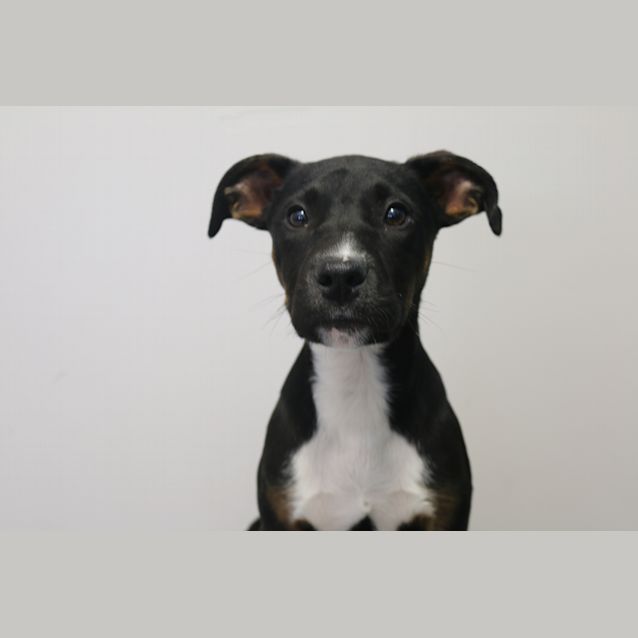 Photo of Fizz