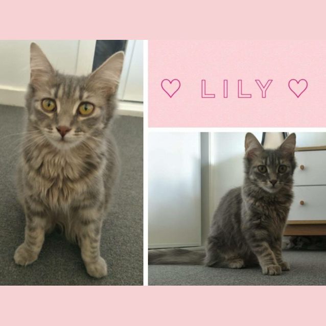 Photo of Lily 
