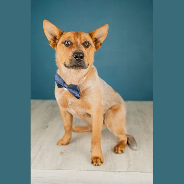 Photo of Rex ~ Red Cattle Dog (On Trial 11/11/2018)