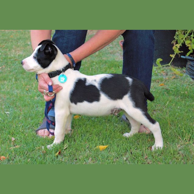 Photo of Dominic D3979   Adoption Pending