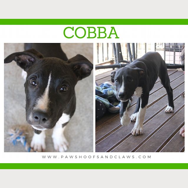 Photo of Cobba