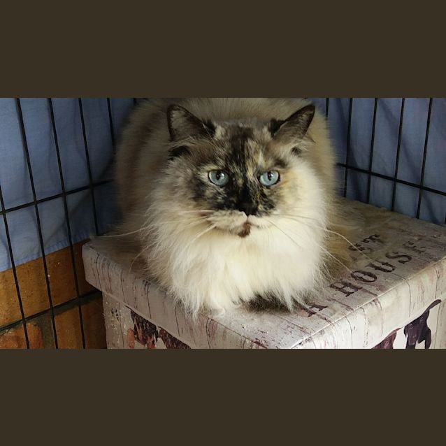 Photo of Mittens