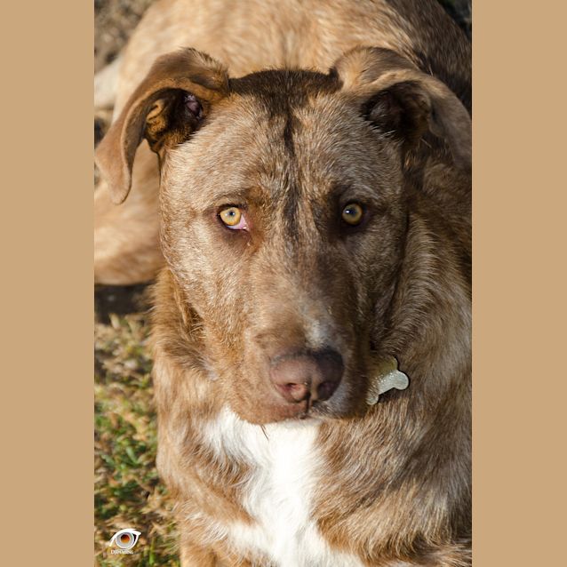 Photo of Cal ~ Wolfhound X (On Trial 5/4/2019)