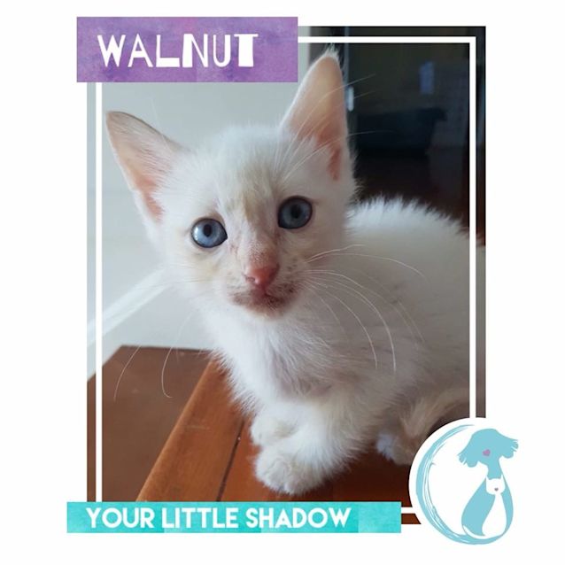 Photo of Walnut