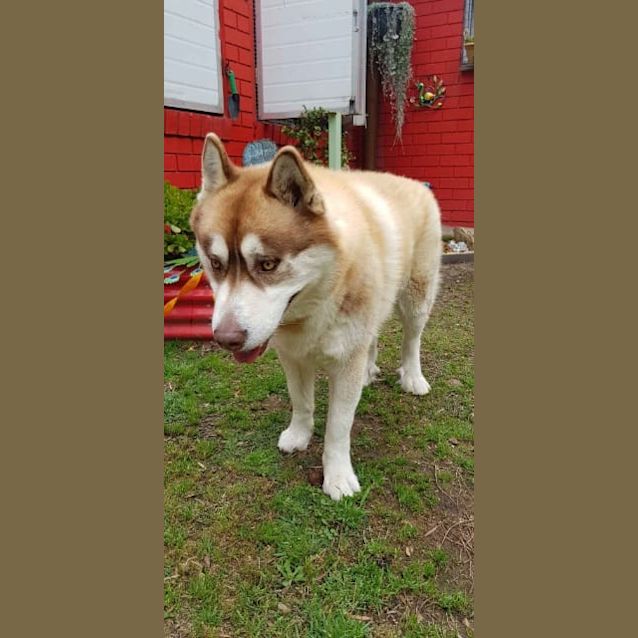 Photo of Buddy