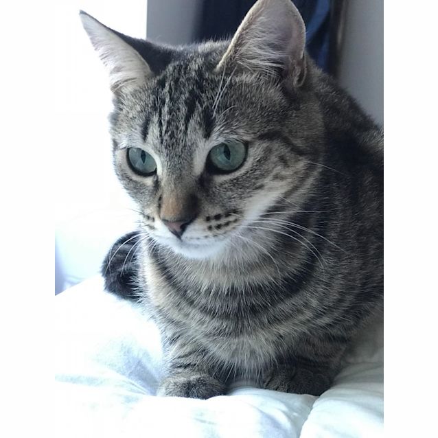 Photo of Tigress And Smokey