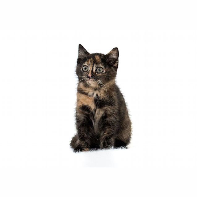 Photo of Esmeralda 