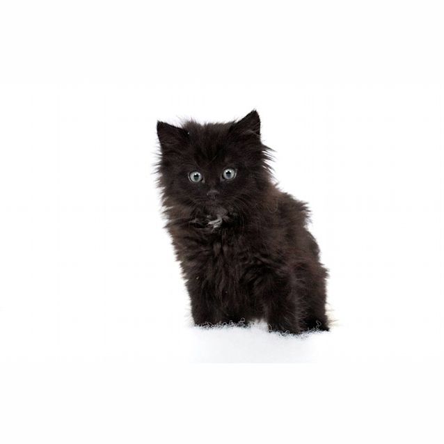 Photo of Onyx