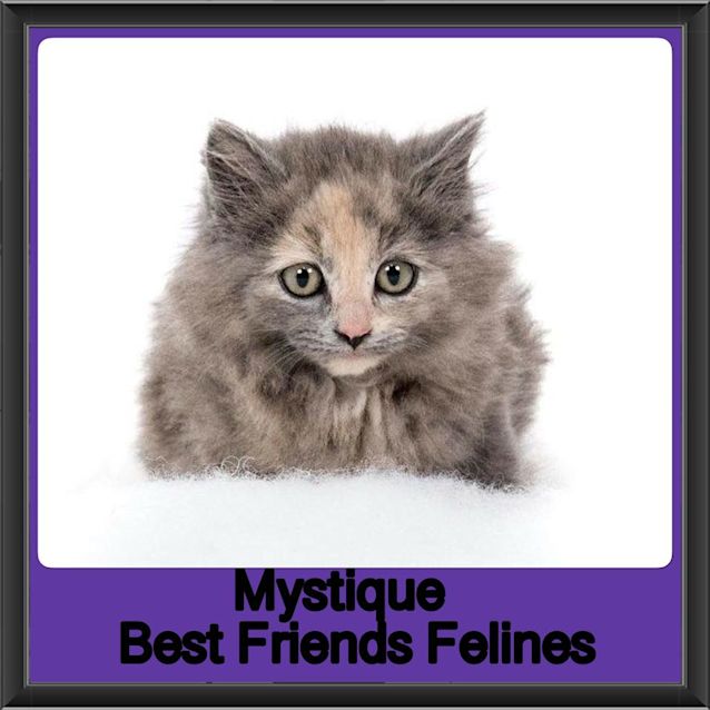 Photo of Mystique 