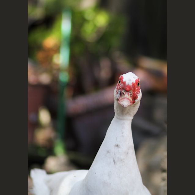 Photo of Danny, Donnie, Joey, Jordan & Jonathan