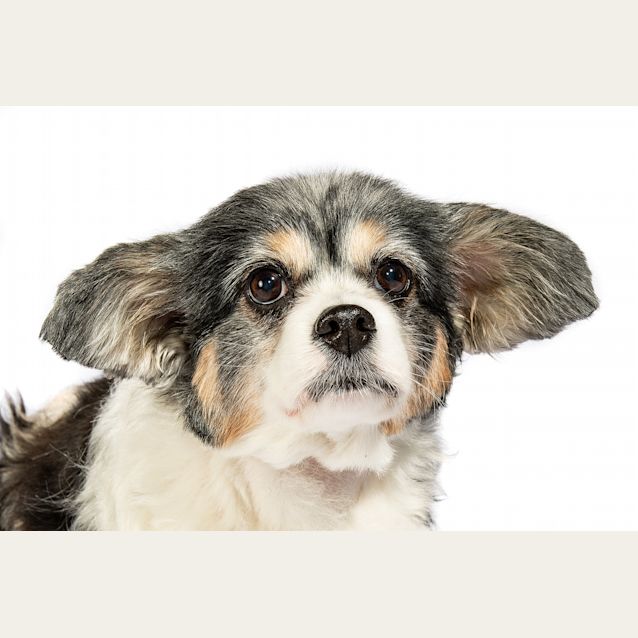 Photo of Molly