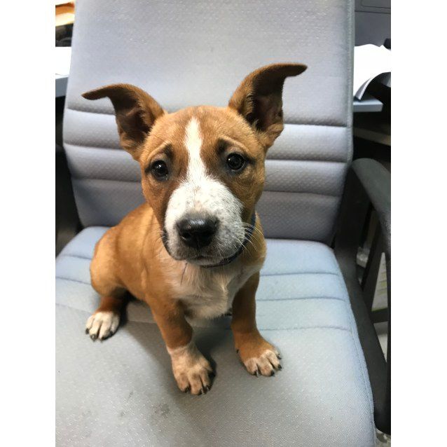 Photo of Scooter