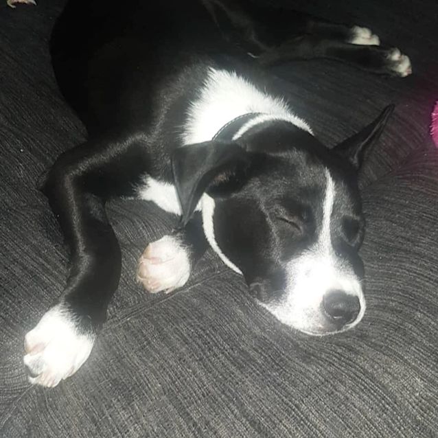Photo of Dante 