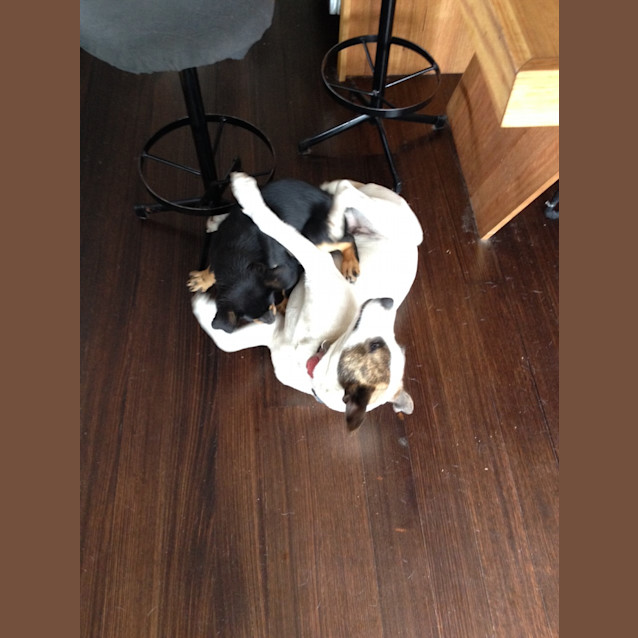 Photo of Duplicate Entry