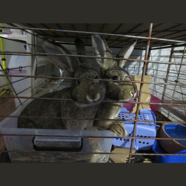 Photo of Flopsy & Mopsy