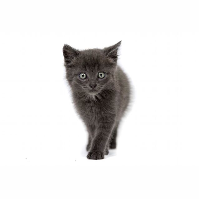 Photo of Sawyer 