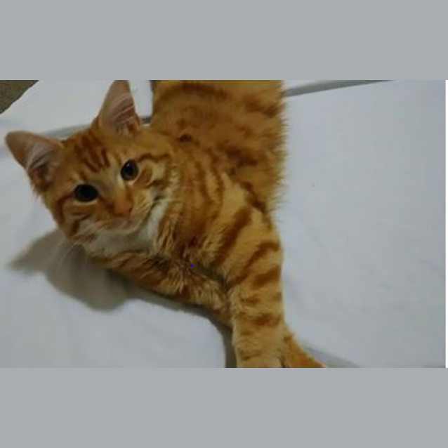 Photo of Ranger