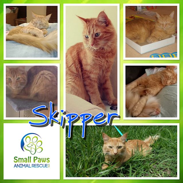 Photo of Skipper