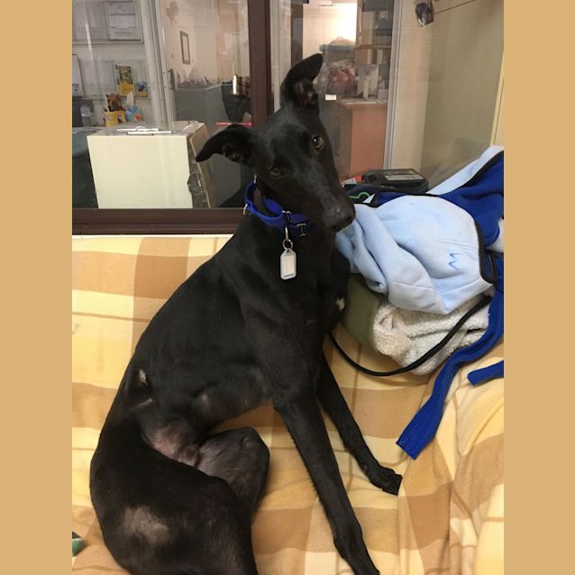 Photo of Scout (On Trial 7 Oct)