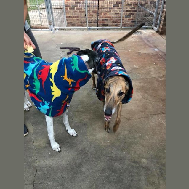 Photo of Cookie & Brandi (Bonded Pair)