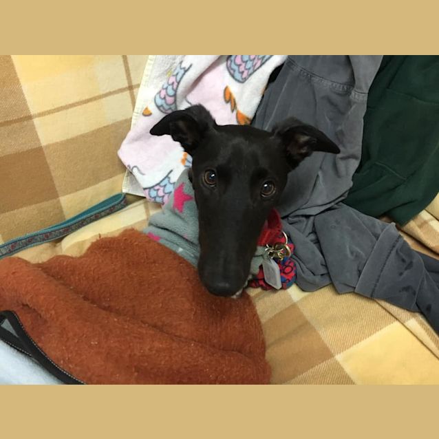 Photo of Minnie (In Foster)