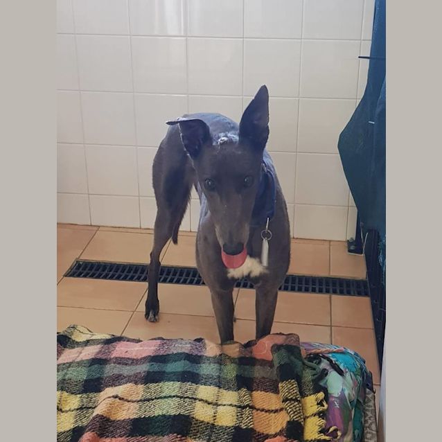 Photo of Jasmine (In Foster)
