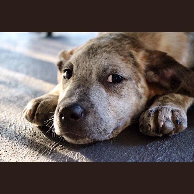Photo of Khia ~ Mastiff X (On Trial 26/10/2018)