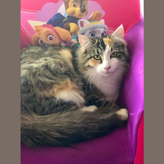 Photo of Princess