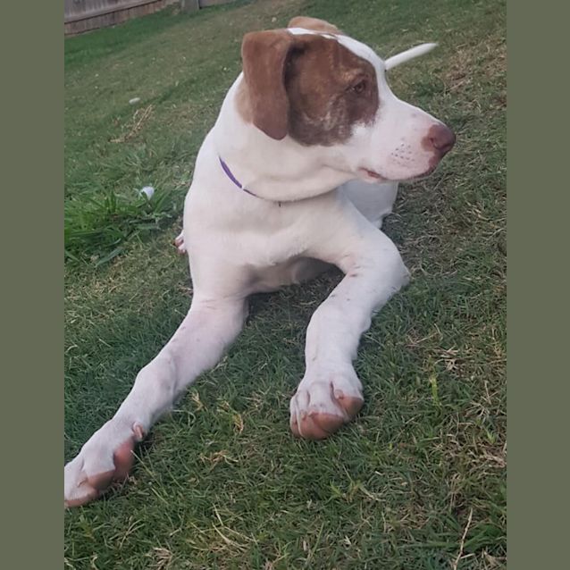 Photo of Nova