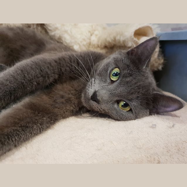 Photo of Misty