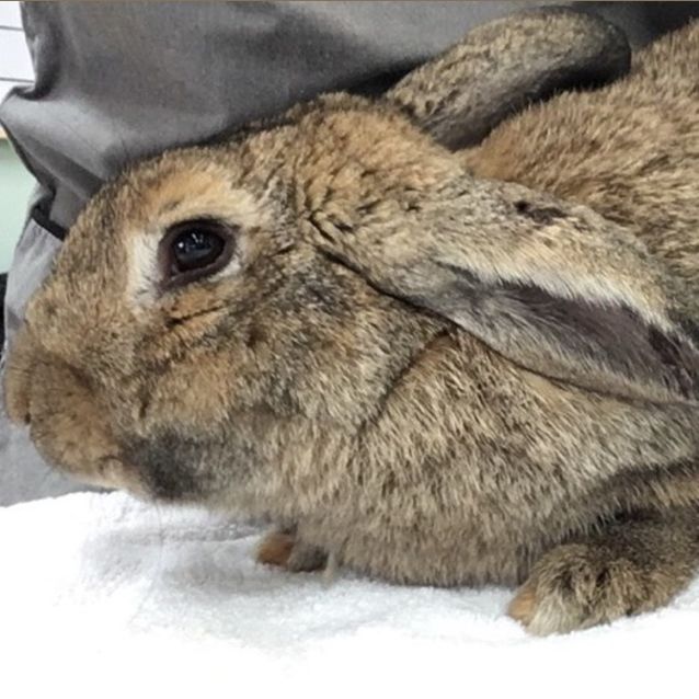 Photo of Flopsy   Gr0001