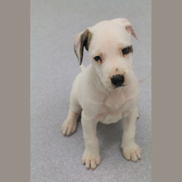 Photo of Snowy