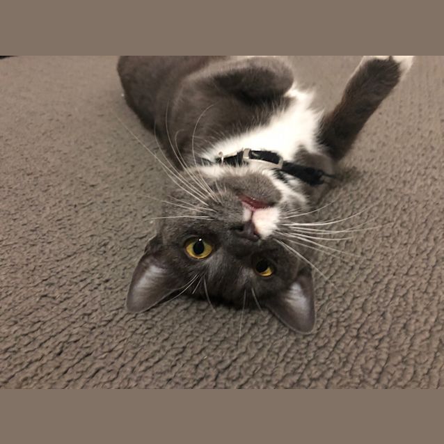 Photo of Dolce