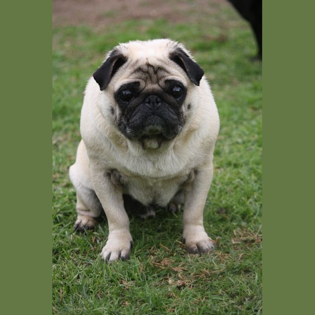 Photo of Milo And Bella