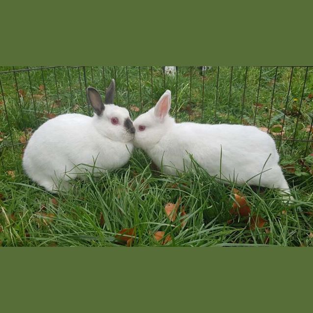 Photo of Snowflake & Bluebelle 