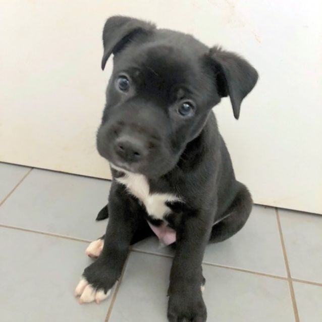Photo of Fonzi D3975   Adoption Pending