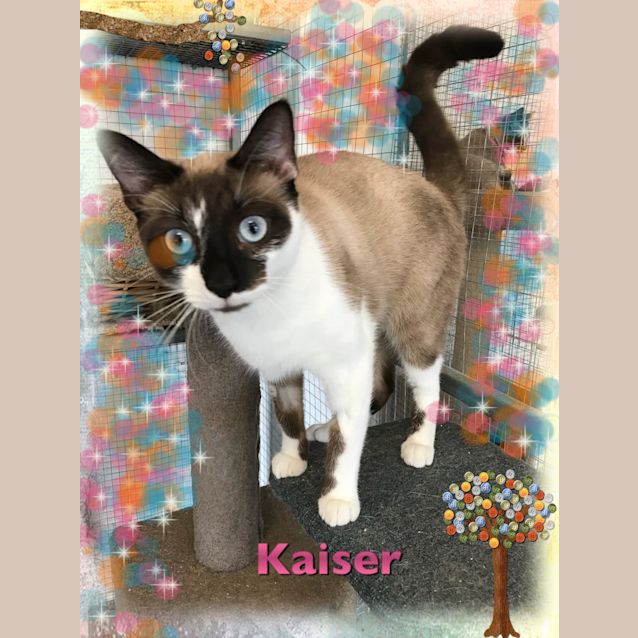 Photo of Kaiser