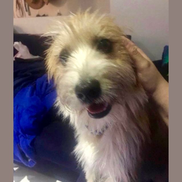 Photo of Baxter