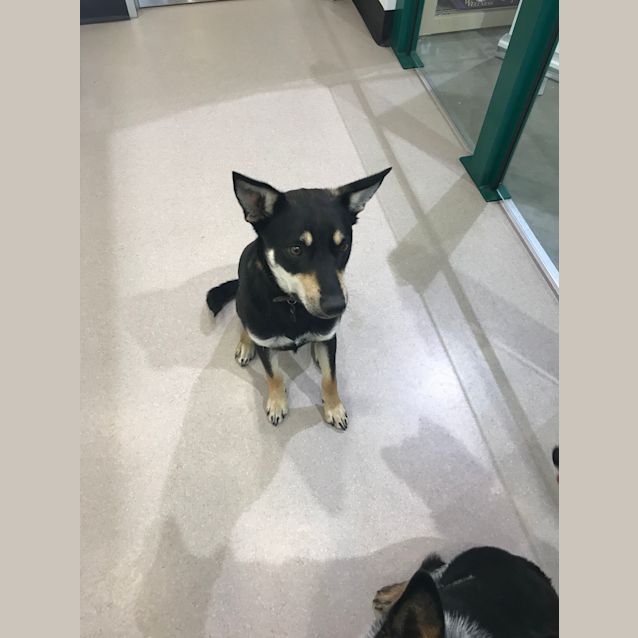 Photo of Banjo 