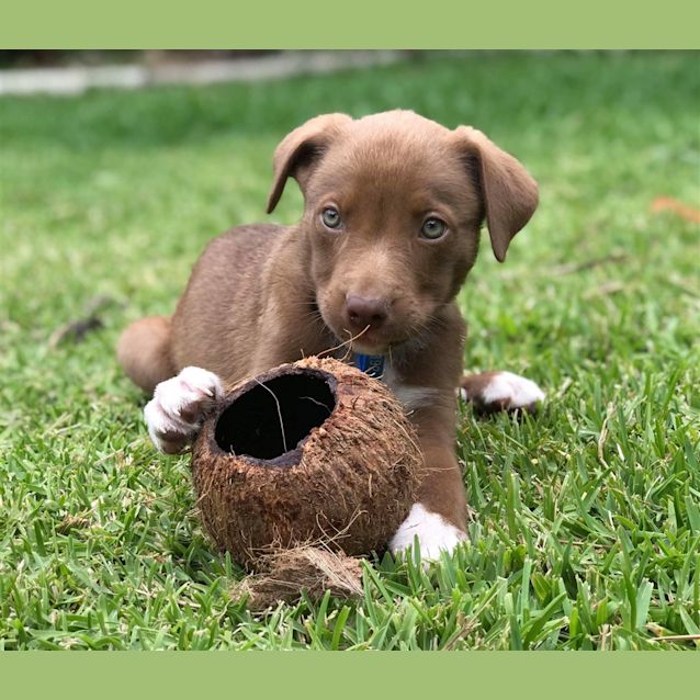 Photo of Cadbury