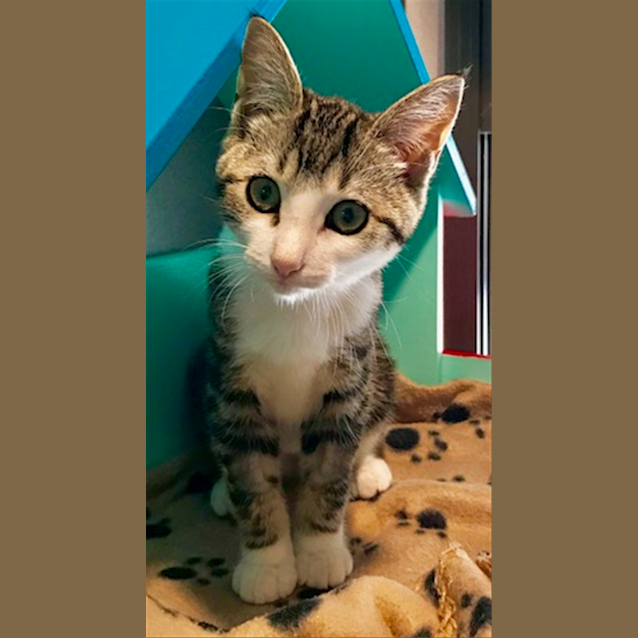 Photo of Amaya
