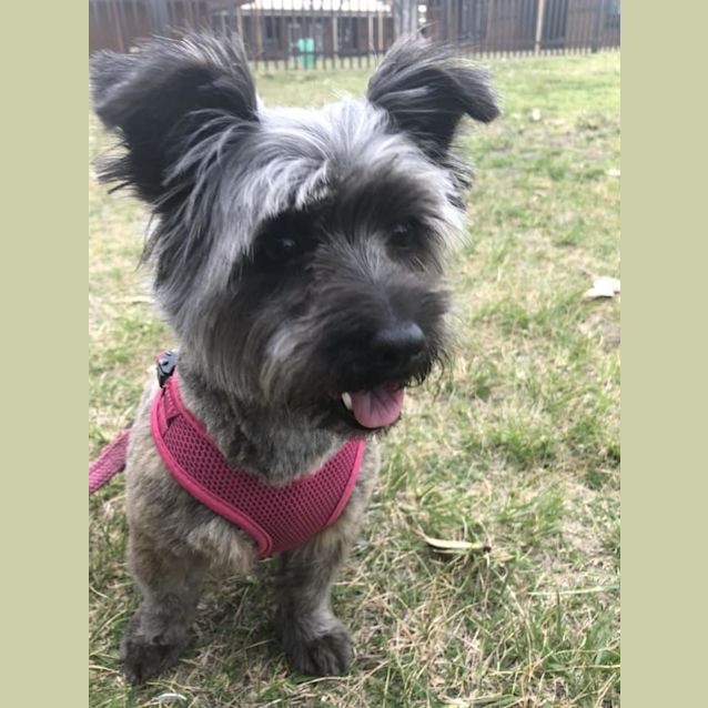 Photo of Pixie Dl2006