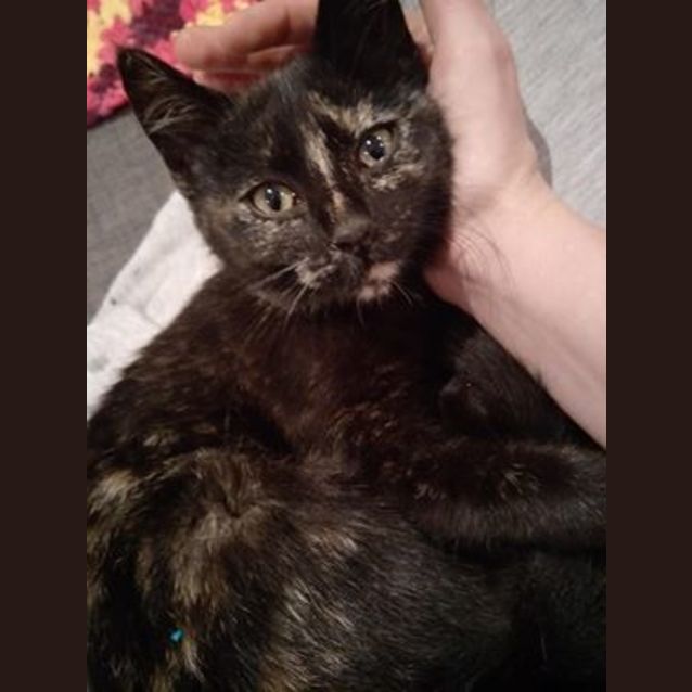 Photo of Blossom